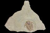 2.3" Ordovician Foulonia Trilobite - Fezouata Formation - #169560-1